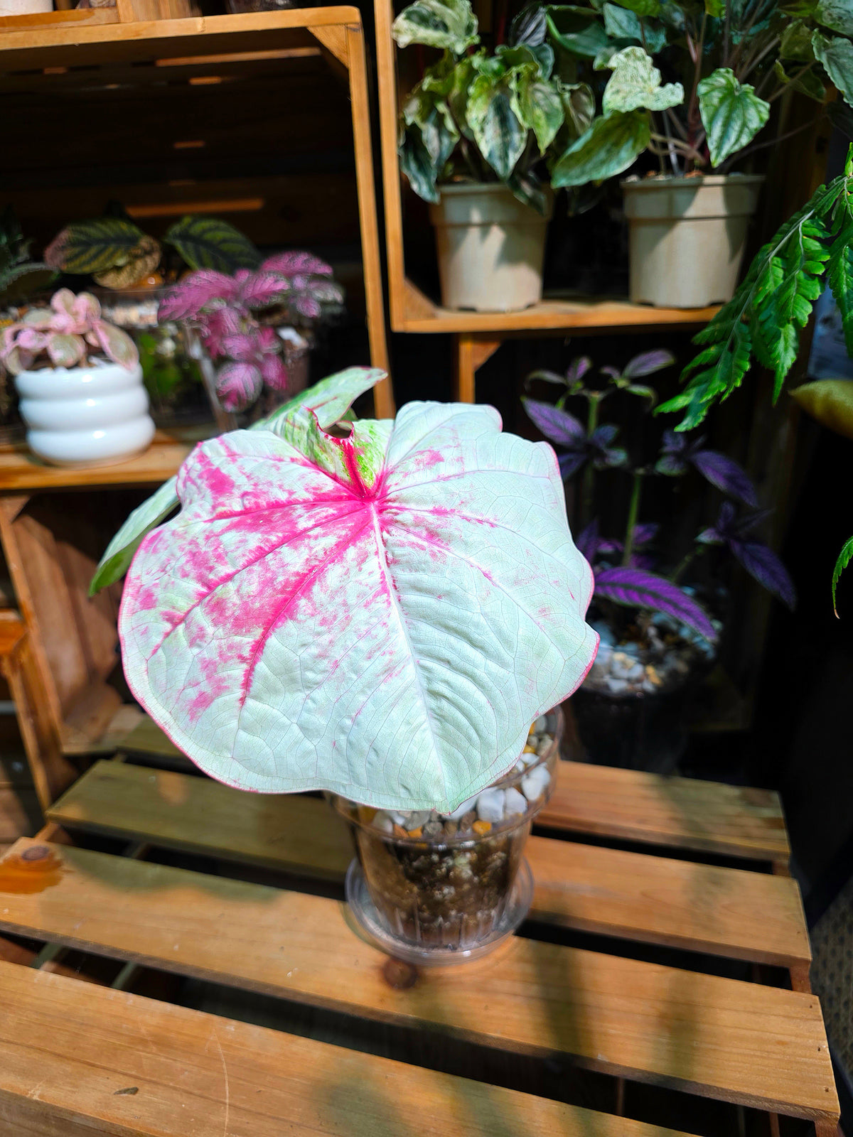 Caladium Thailand - Matcha God of Time