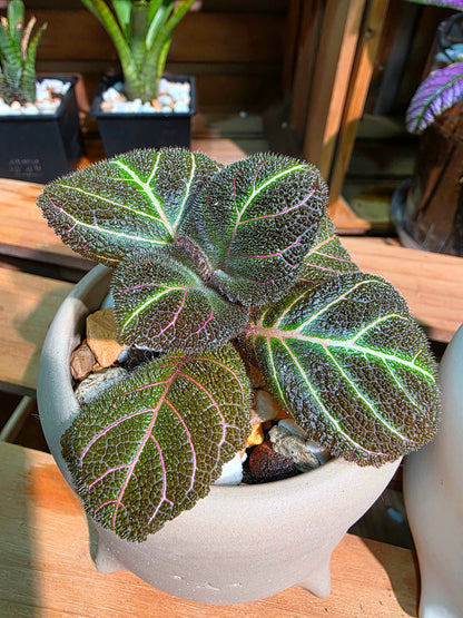 Pearcea hypocyrtiflora 南美螢光苦苣苔