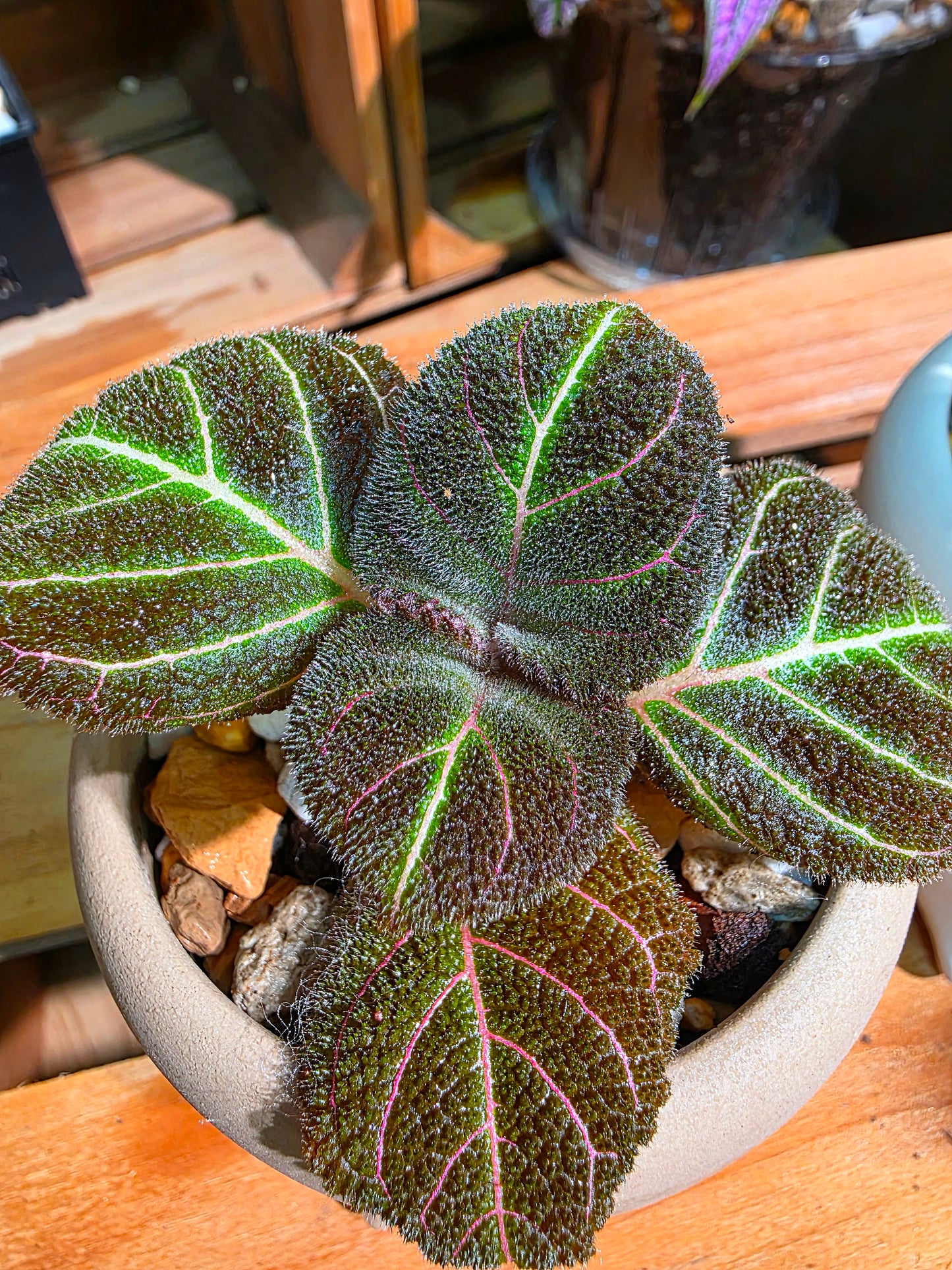 Pearcea hypocyrtiflora 南美螢光苦苣苔