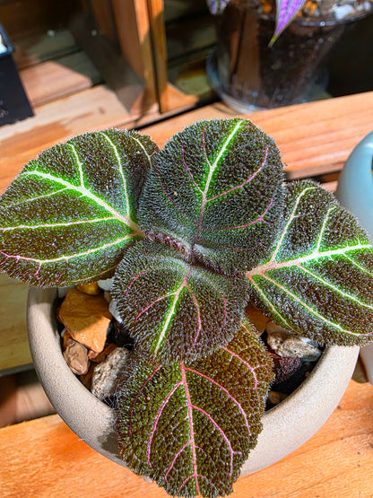 Pearcea hypocyrtiflora 南美螢光苦苣苔