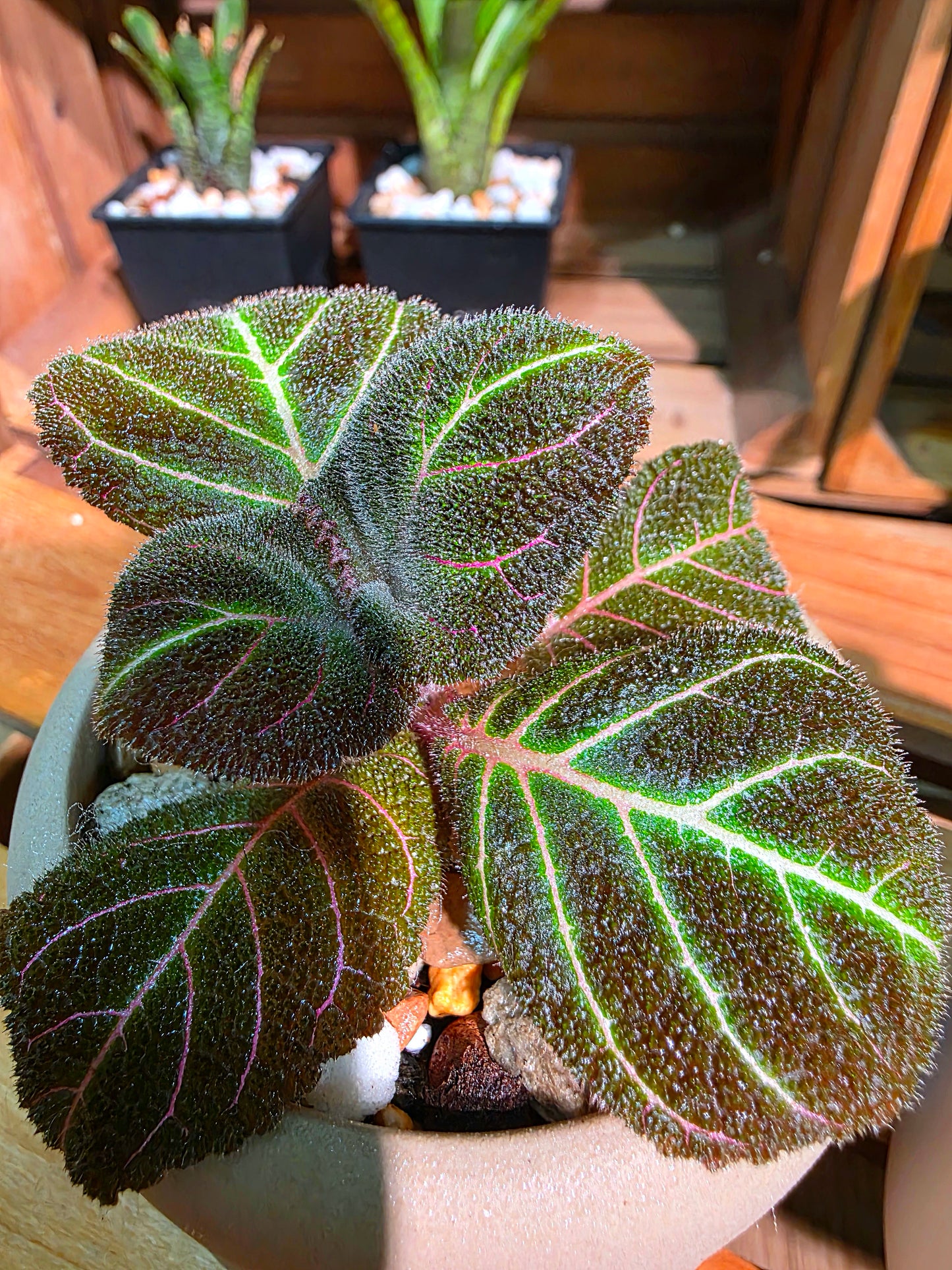Pearcea hypocyrtiflora 南美螢光苦苣苔