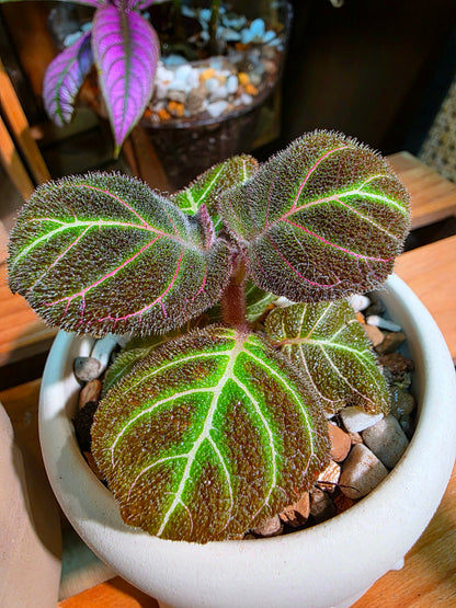 Pearcea hypocyrtiflora 南美螢光苦苣苔