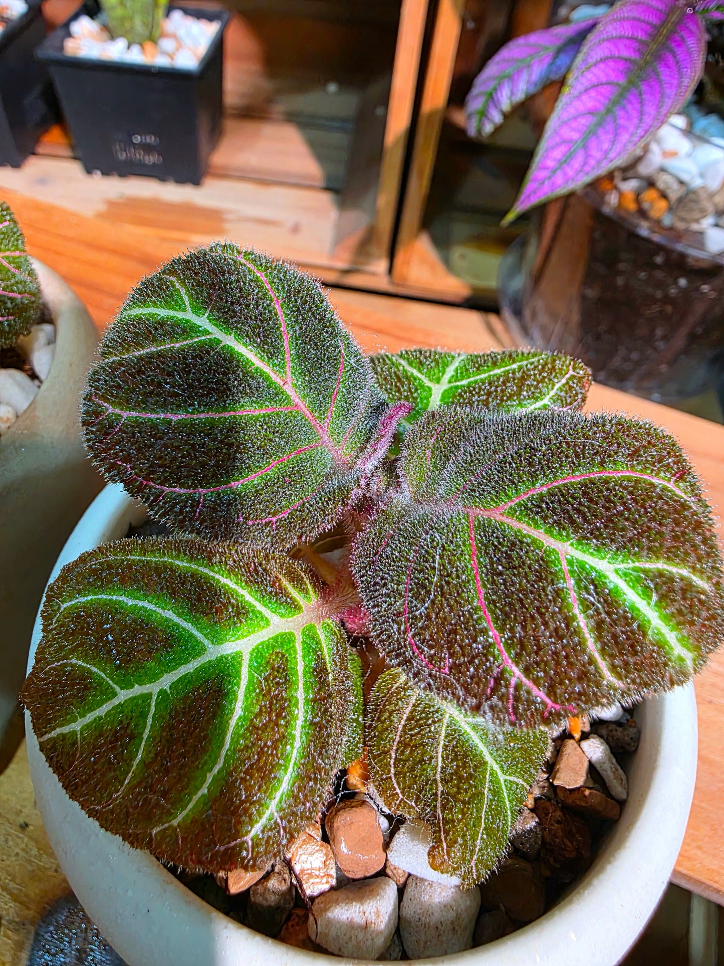 Pearcea hypocyrtiflora 南美螢光苦苣苔