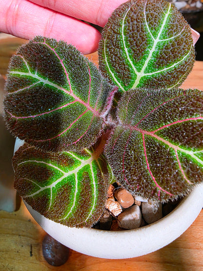 Pearcea hypocyrtiflora 南美螢光苦苣苔