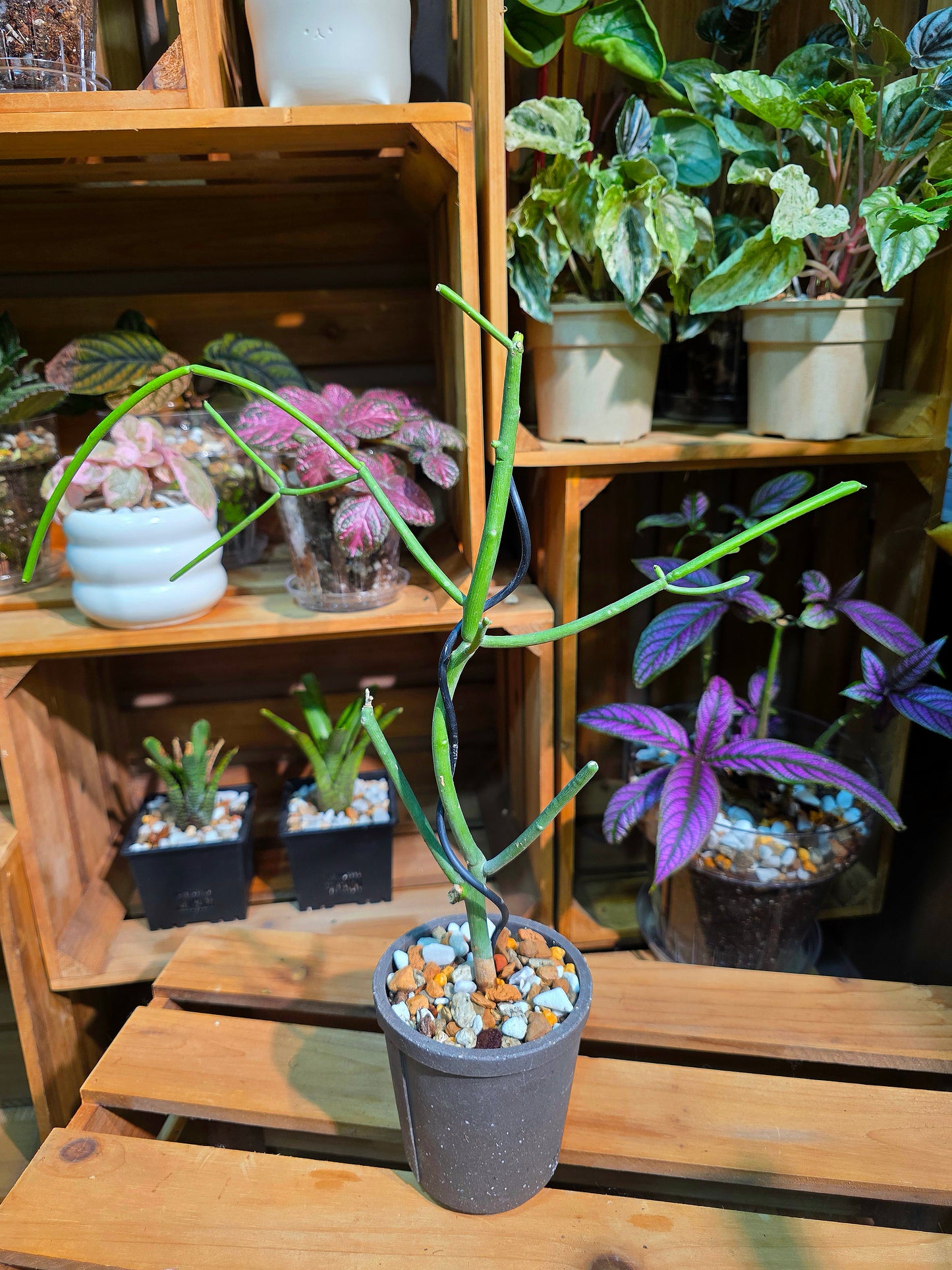Euphorbia tirucalli 光棍樹