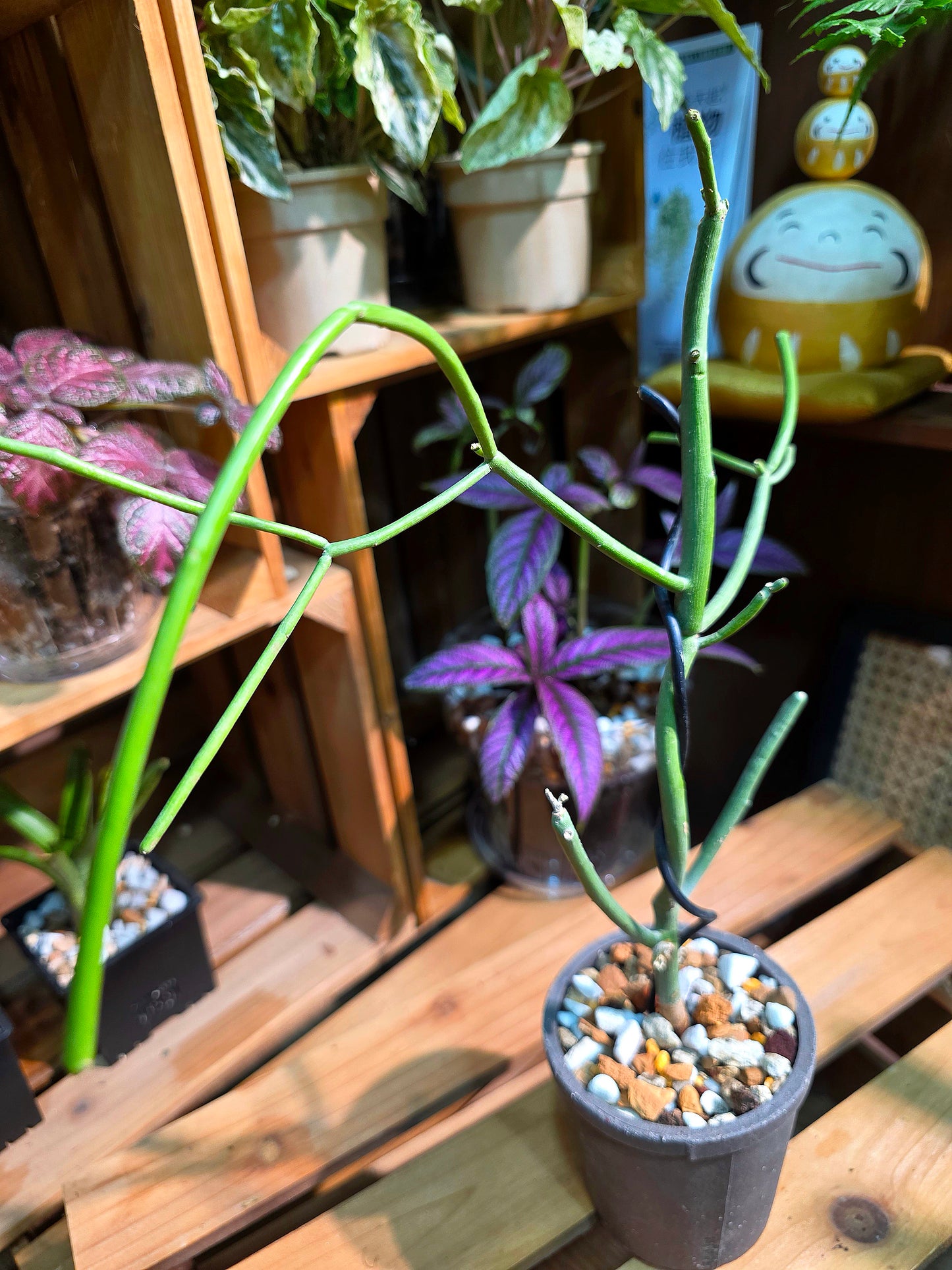 Euphorbia tirucalli 光棍樹