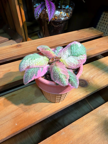 Episcia Picasso 畢卡索喜蔭花