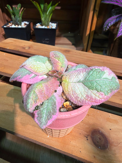 Episcia Picasso 畢卡索喜蔭花