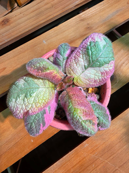 Episcia Picasso 畢卡索喜蔭花