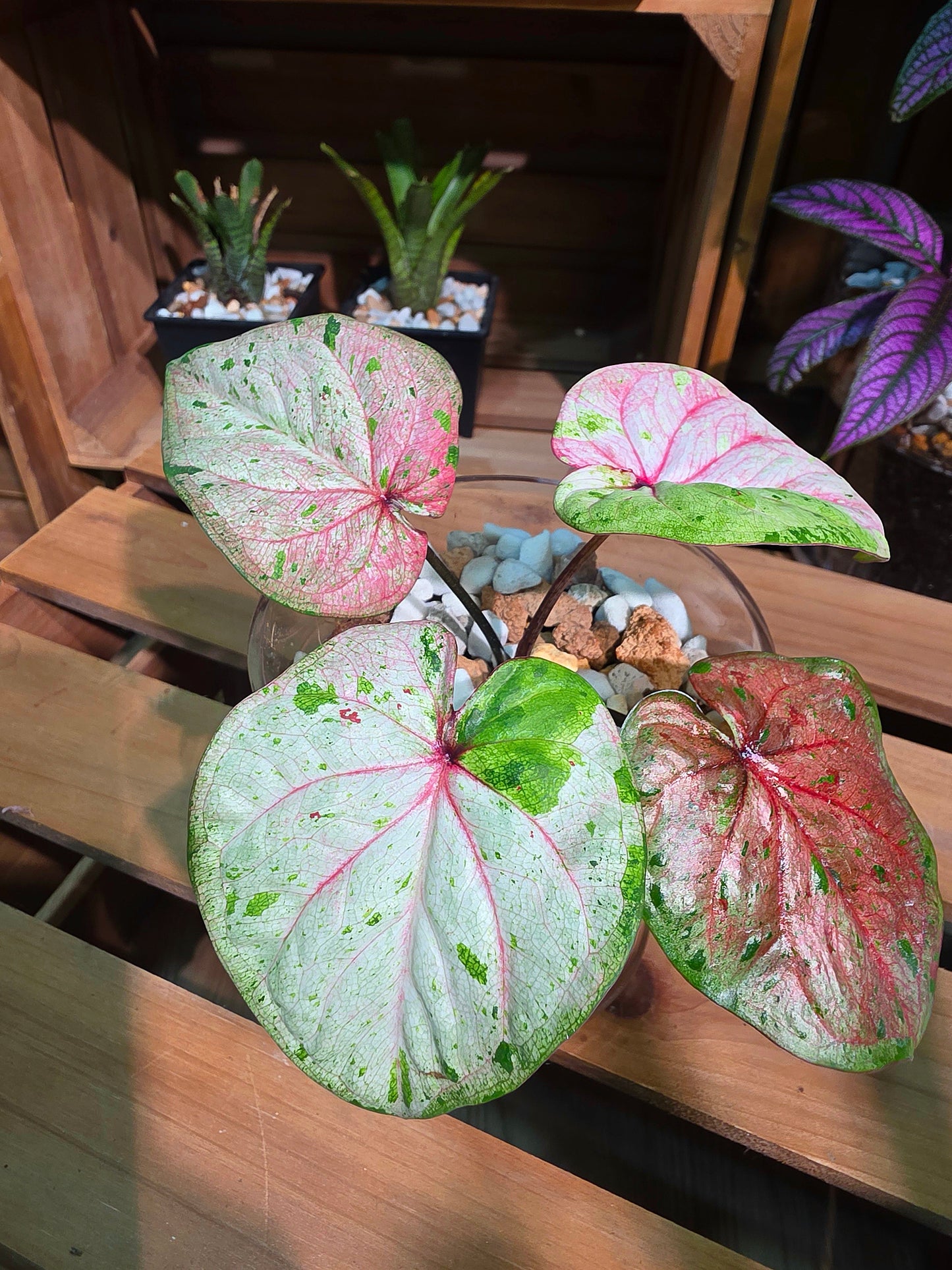 Caladium Thailand 泰國彩葉芋 - 心肝寶貝