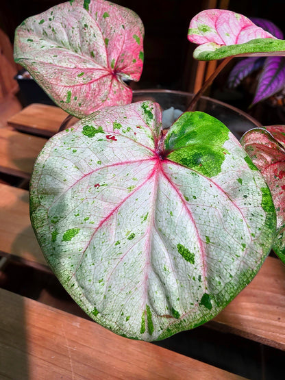 Caladium Thailand 泰國彩葉芋 - 心肝寶貝