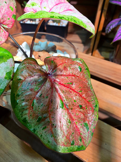 Caladium Thailand 泰國彩葉芋 - 心肝寶貝