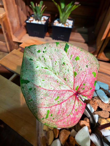 Caladium Thailand 泰國彩葉芋 - 心肝寶貝