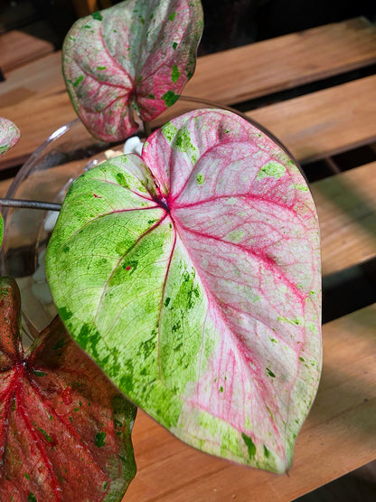 Caladium Thailand 泰國彩葉芋 - 心肝寶貝