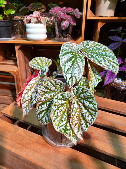 Begonia snow-capped variegated Fuji