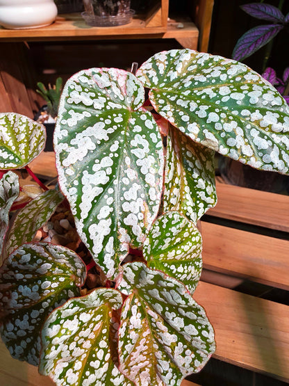 Begonia snow-capped variegated Fuji