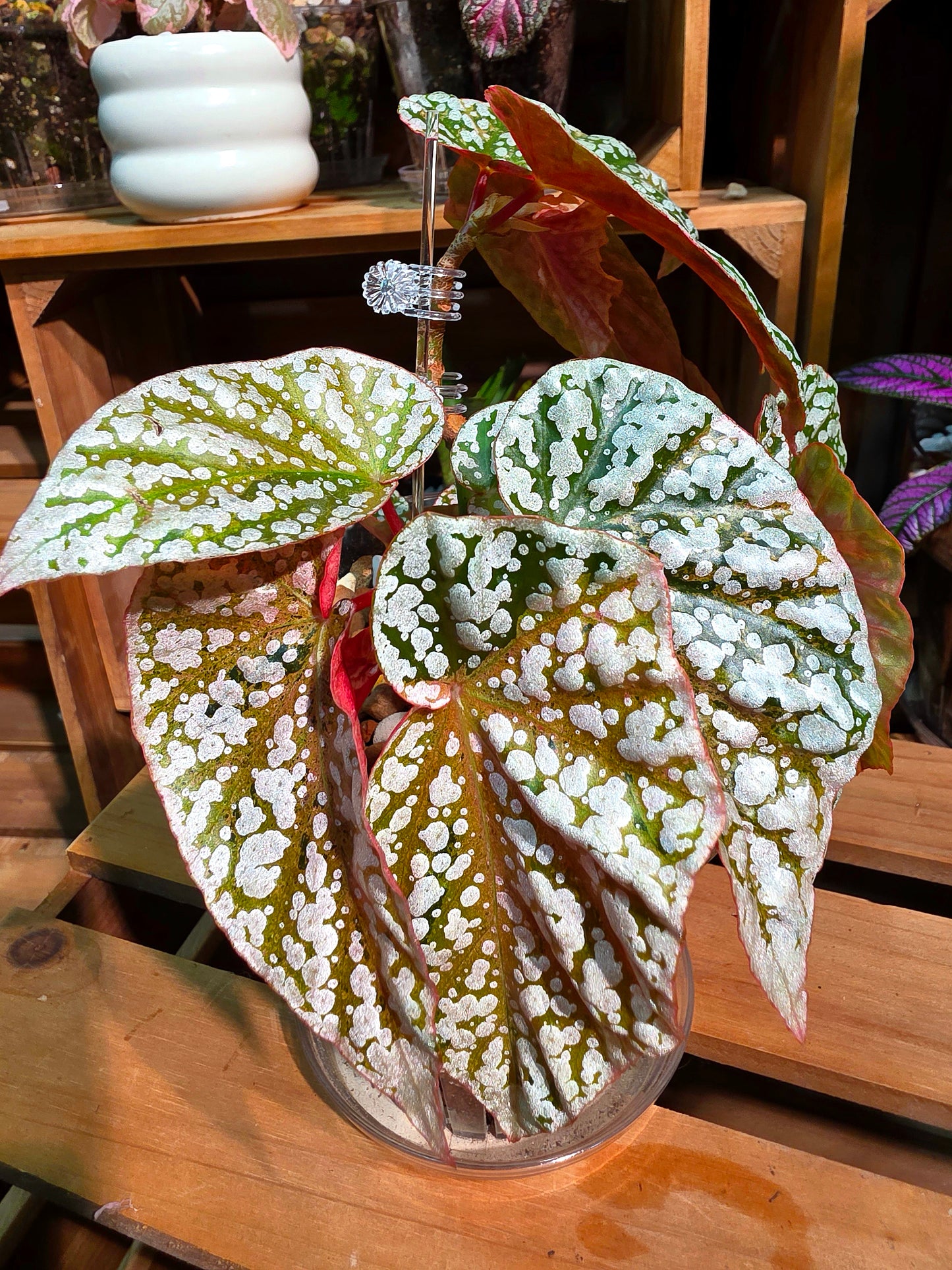 Begonia snow-capped variegated Fuji