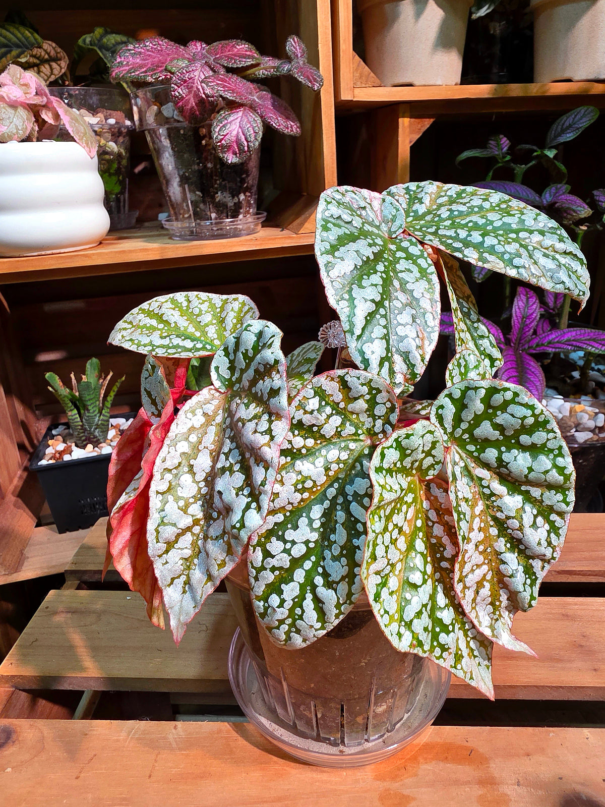Begonia snow-capped variegated Fuji