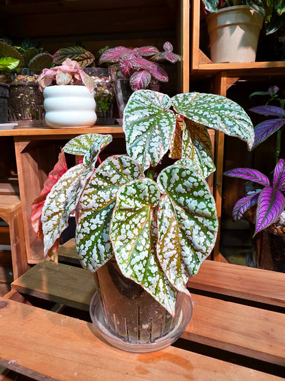 Begonia snow-capped variegated Fuji