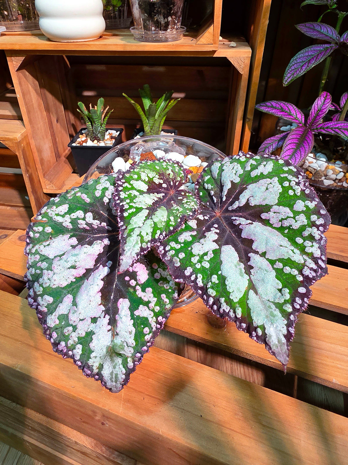 Begonia m&m M&M begonia