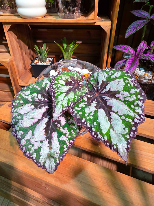 Begonia m&m M&M begonia