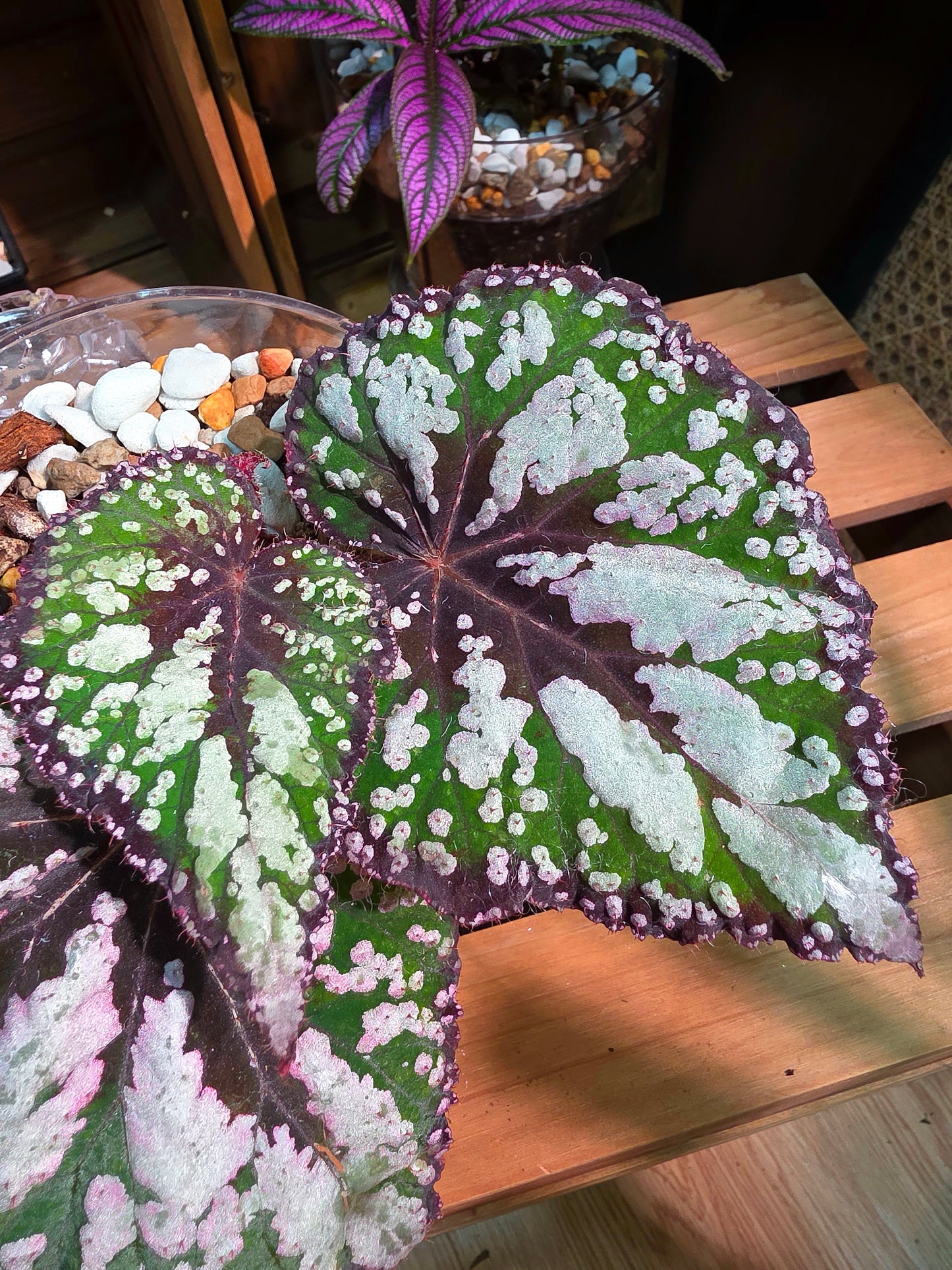 Begonia m&m M&M begonia