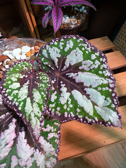 Begonia m&m M&M begonia
