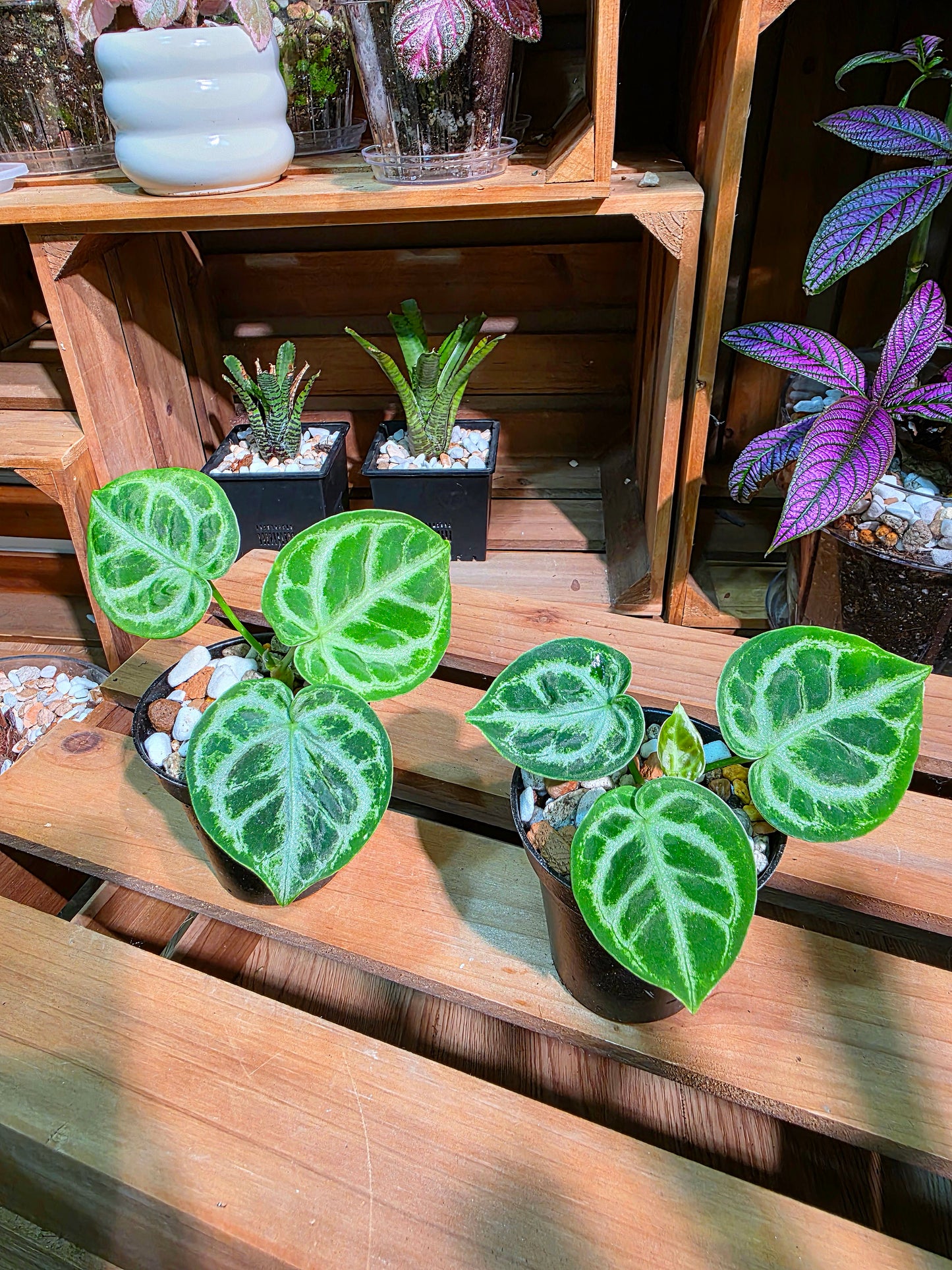 Anthurium dorayaki 銅鑼燒花燭