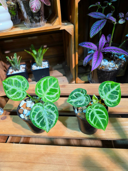 Anthurium dorayaki 銅鑼燒花燭