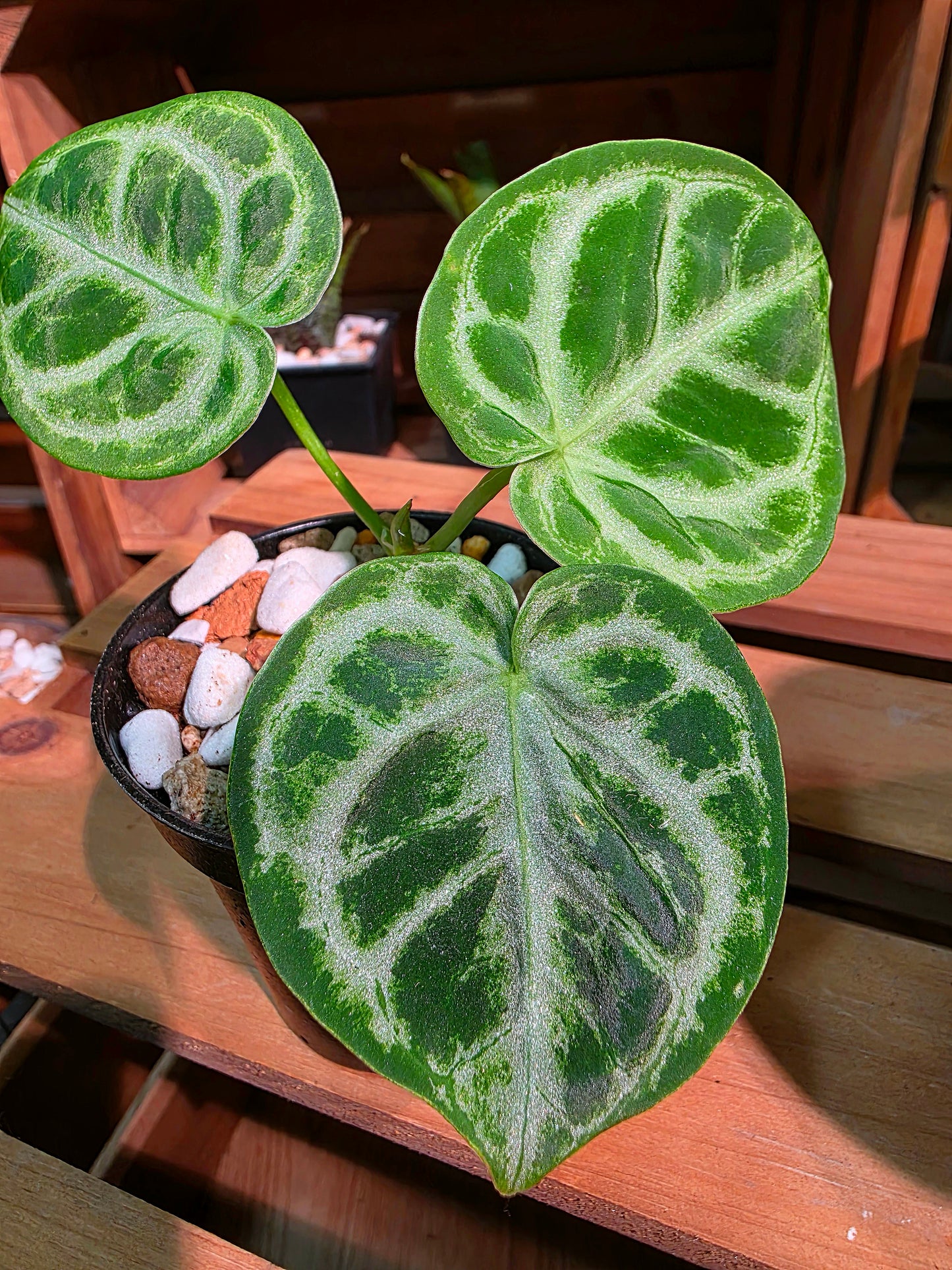 Anthurium dorayaki 銅鑼燒花燭