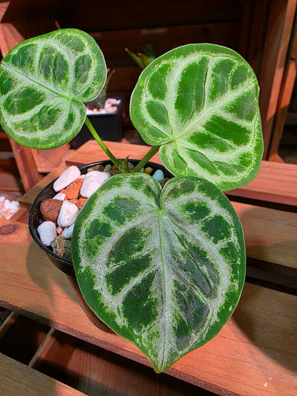 Anthurium dorayaki 銅鑼燒花燭
