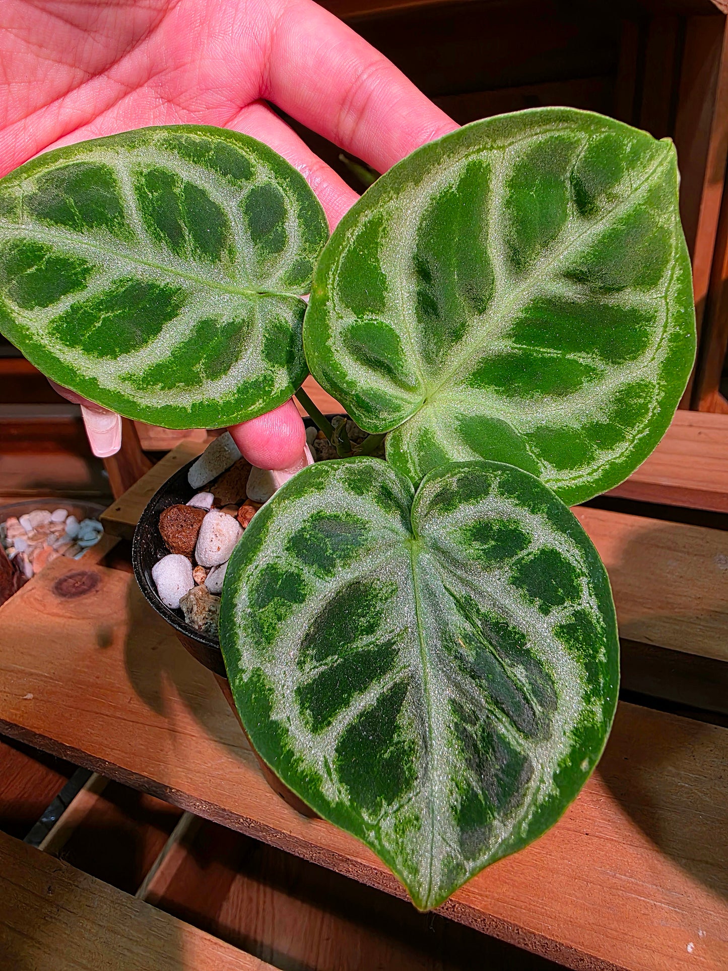 Anthurium dorayaki 銅鑼燒花燭