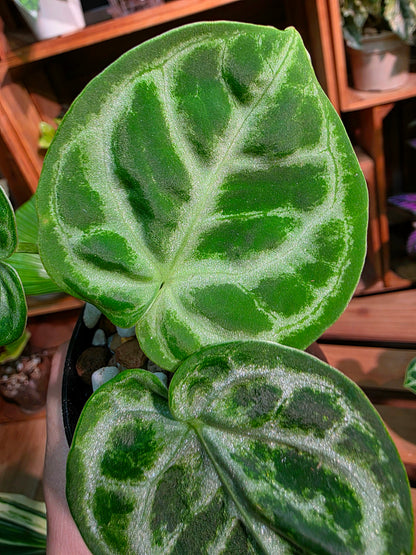 Anthurium dorayaki 銅鑼燒花燭