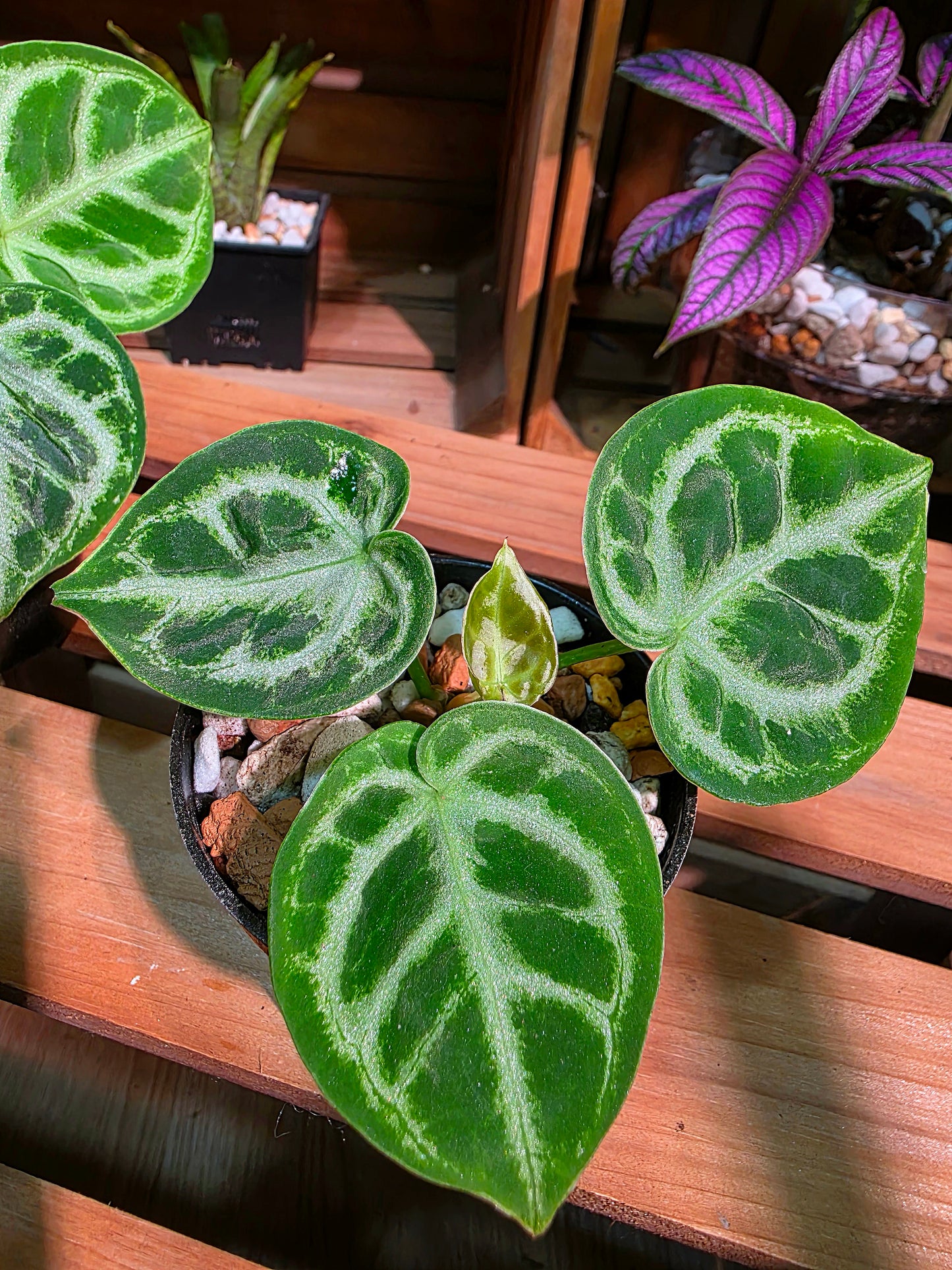 Anthurium dorayaki 銅鑼燒花燭
