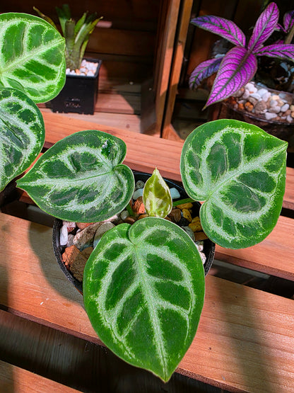 Anthurium dorayaki 銅鑼燒花燭
