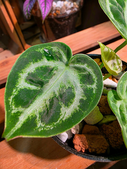 Anthurium dorayaki 銅鑼燒花燭