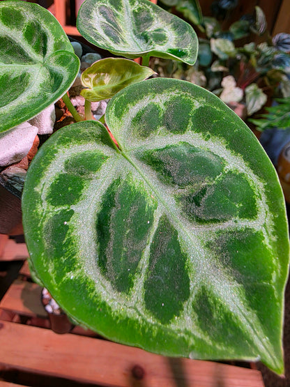 Anthurium dorayaki 銅鑼燒花燭