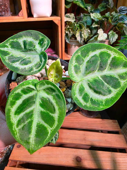 Anthurium dorayaki 銅鑼燒花燭