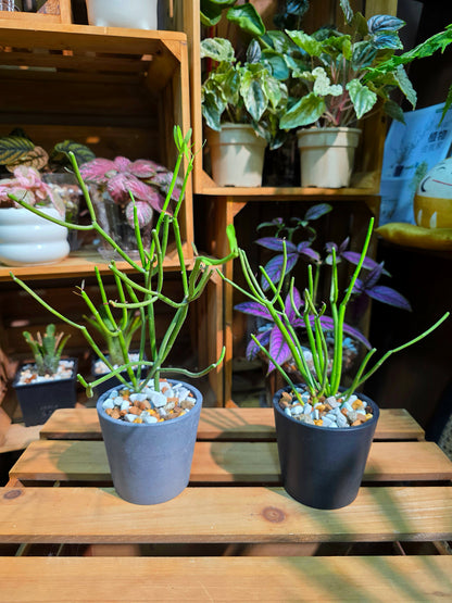 Euphorbia tirucalli 光棍樹