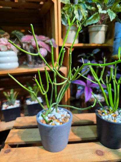 Euphorbia tirucalli 光棍樹
