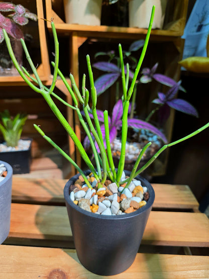 Euphorbia tirucalli 光棍樹