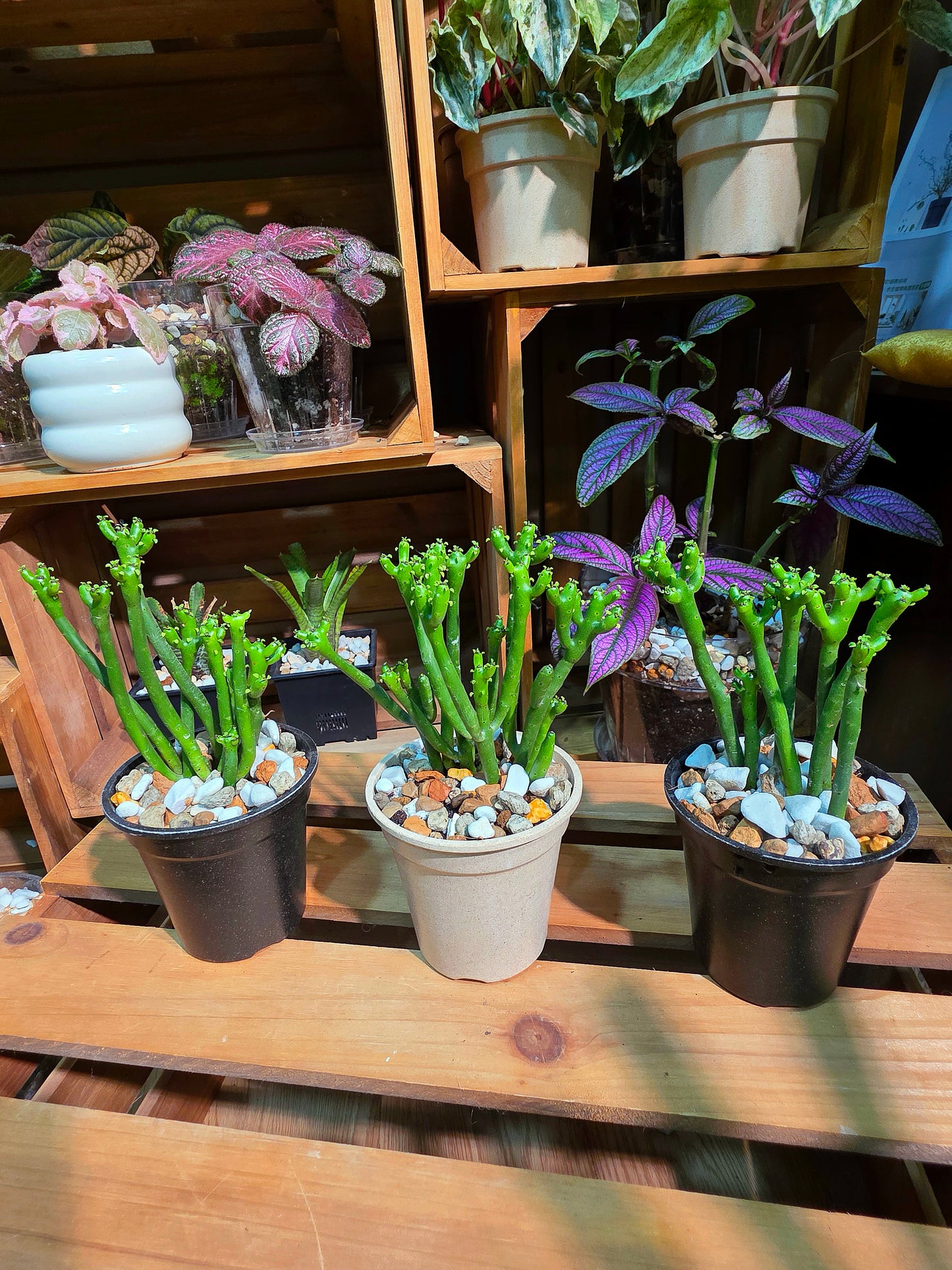 Euphorbia tirucalli 光棍樹