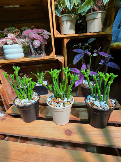 Euphorbia tirucalli 光棍樹