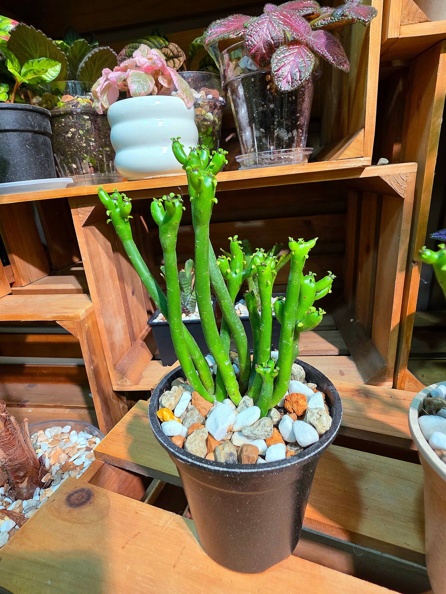 Euphorbia tirucalli 光棍樹