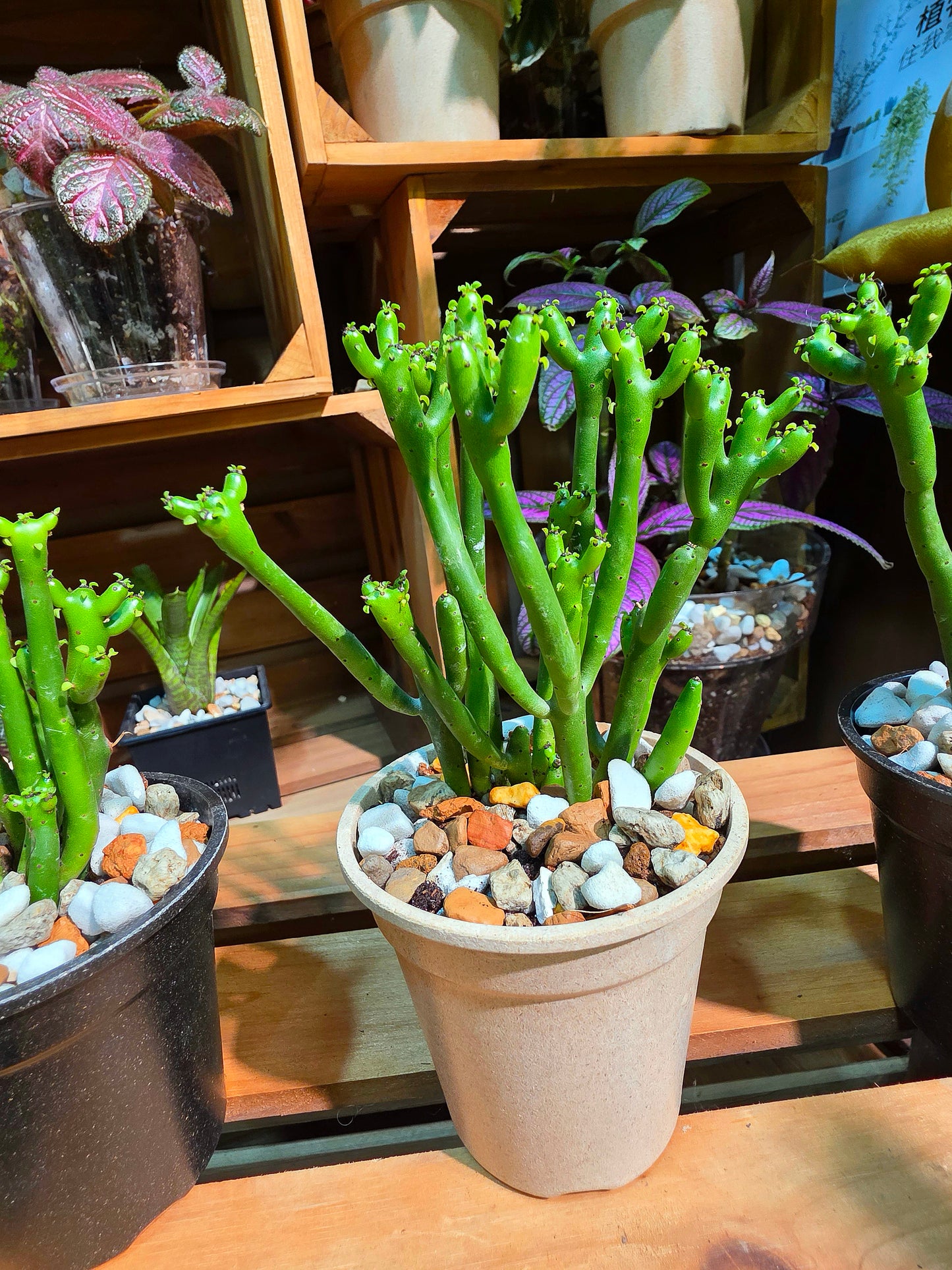 Euphorbia tirucalli 光棍樹