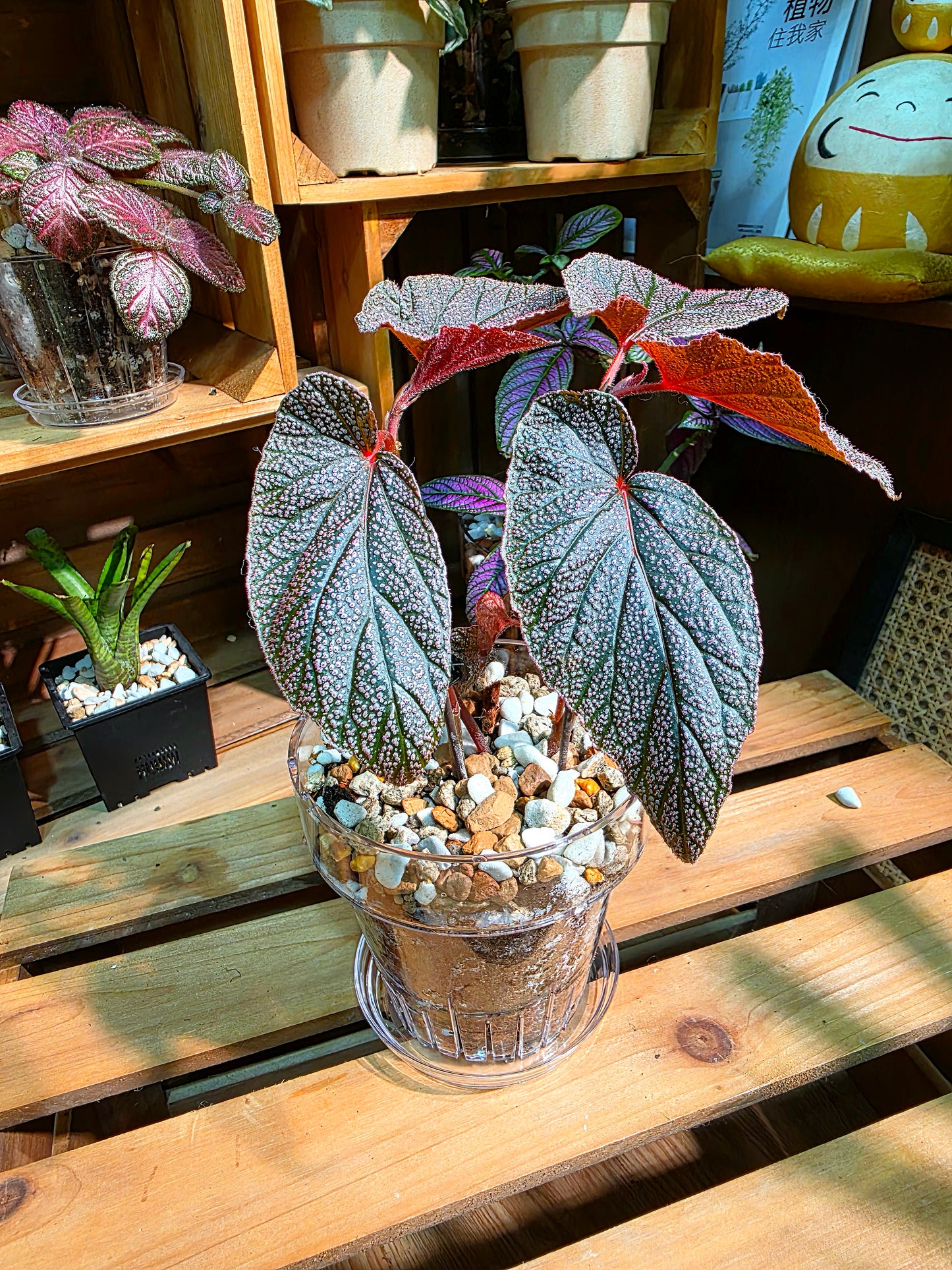 Begonia U062 U062秋海棠
