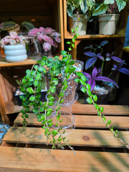 Columnea microphylla variegated