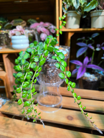 Columnea microphylla variegated