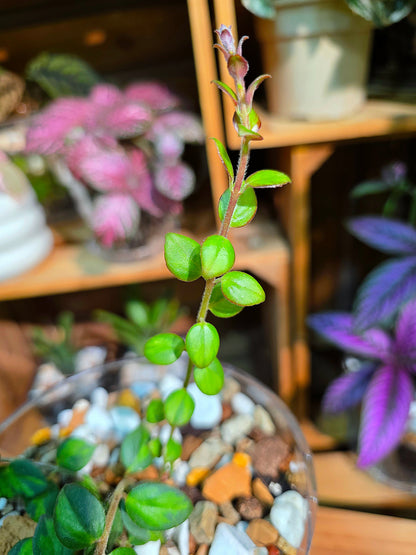 Columnea microphylla variegated