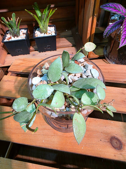 Hoya lacunosa silver mint coin 薄荷銀幣球蘭